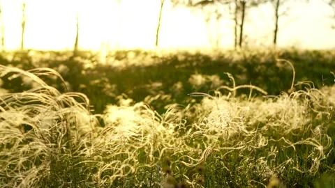 Grass in the light of the setting sun Stock Footage 133857743