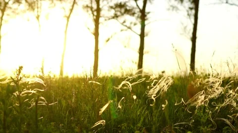 Grass in the light of the setting sun Stock Footage 136311992