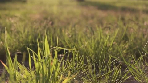 Grass in the light of sunset or dawn. Vídeos de archivo 133404278