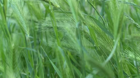 Grass, light wind Stock Footage 11163801