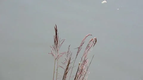 Grass that is likely Vetiver grass wind in the air Stock Footage 327703680