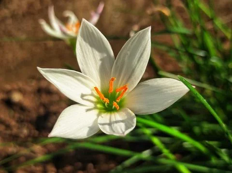 Grass lilies Stock Photos