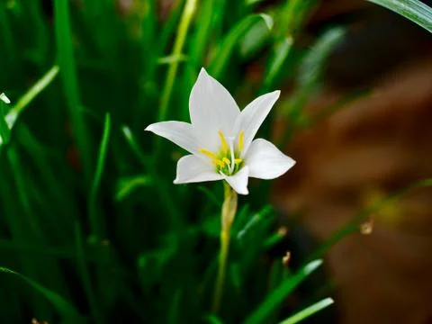 Grass lily in bloom 스톡 사진