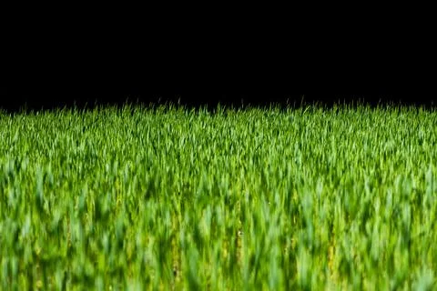 Grass line across wide banner. Grass overlay on green background. Grass layer Stock Photos