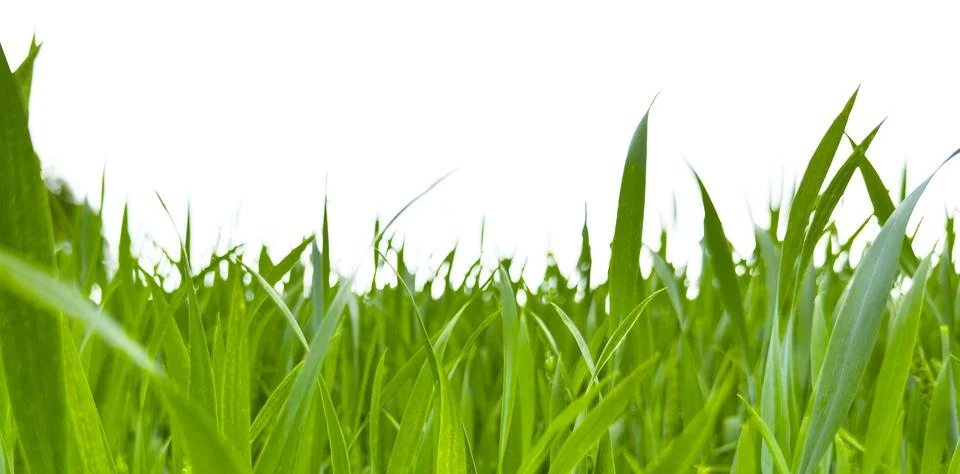 Grass line composition isolated on white background forming natural border. Photos