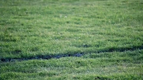 Grass with a line on it Stock Photos