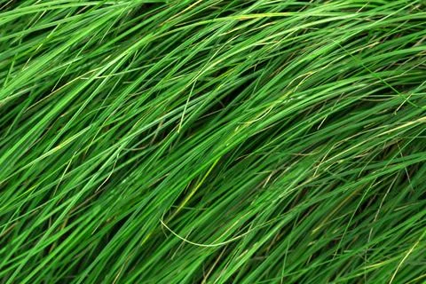 Grass in line pattern is green color Stock Photos