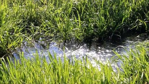 Grass lined stream with sun reflecting on the water Stock Footage 77675520