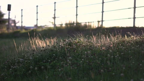 Grass lit by the setting sun Stock Footage 246682949
