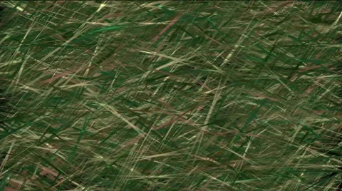 Grass live Stock Footage 50563523