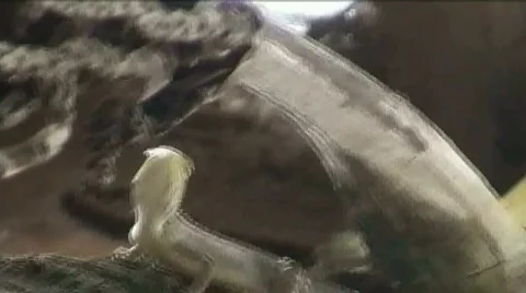 A Grass Lizard Stock Footage 692956