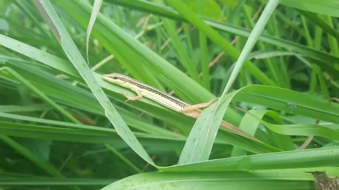 Grass lizard Stock Footage 311527411