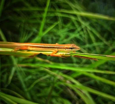 Grass lizard Stock Photos