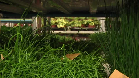 Grass Like Long Stemmed Plant Stock Footage 136210595