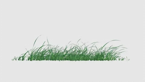 Grass Loop Stock Footage 150562819