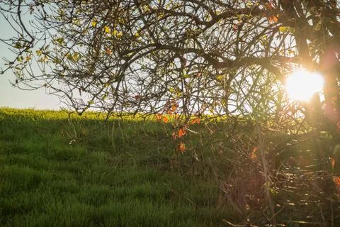 Grass low angle on hillside, back lit Stock Photos