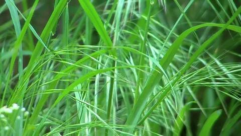 Grass macro 60 fps Stock Footage 129972178