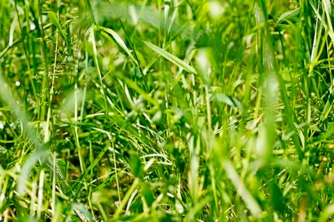 Grass macro background fine art in high quality prints products fifty megapix Stock Photos