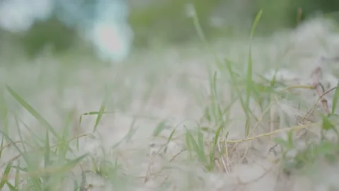 Grass, macro, Blade of grass, green and windy 库存影片 167232980