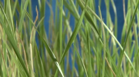 Grass macro - blue background Stock Footage 1067989