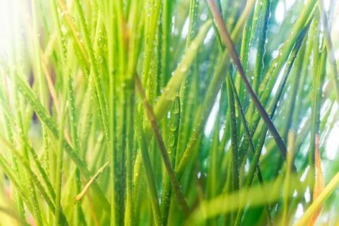Grass macro with droplets Stock Photos