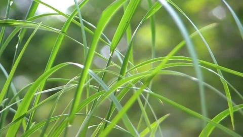 Grass Macro Stock Footage 130411846
