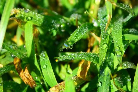 Grass in macro Fotos Stock
