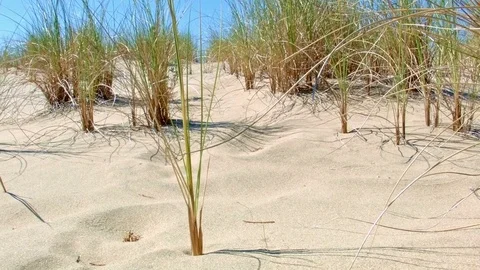 Grass macro in sand dunes Oregon Coast Oregon 41 Stock Footage 81706542
