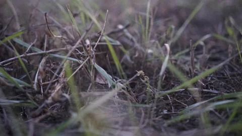 Grass in macro shot Stock Photos