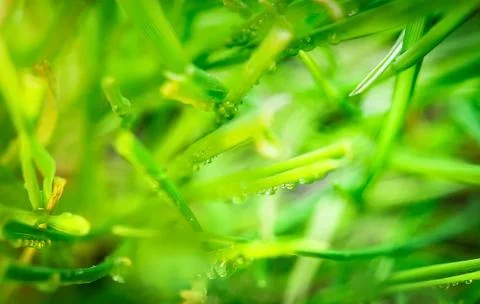 Grass macro top view Stock Photos