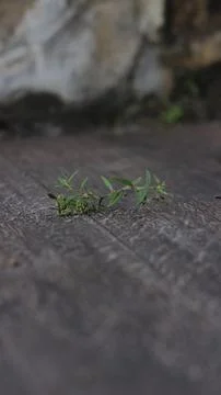 Grass on macrofocus 写真素材