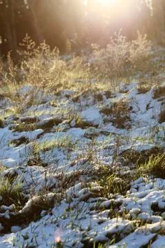 Grass makes its way Stock Photos