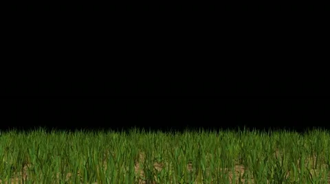 Grass with mask Stock Footage 21877339