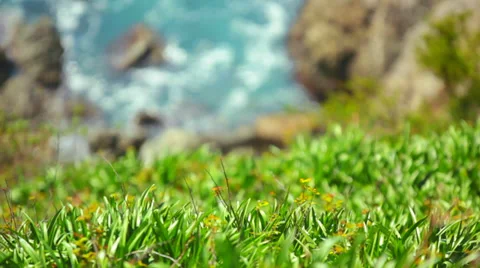 Grass at Mcway Falls Видео 37228349