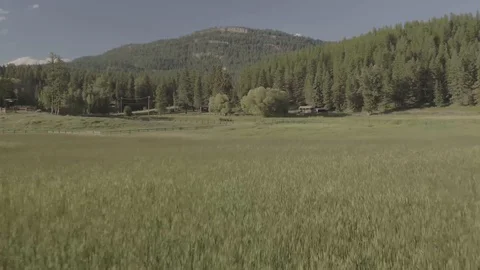 Grass Meadow 1 Stock Footage 121991088