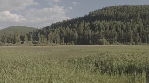 Grass Meadow 2 Stock Footage 121991070