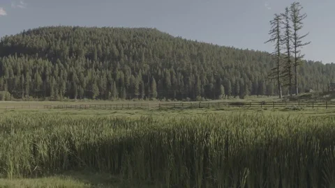 Grass Meadow 3 Stock Footage 121991067