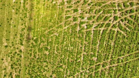 Grass Meadow - Aerial View - Leftwards Stock-Footage 252892479