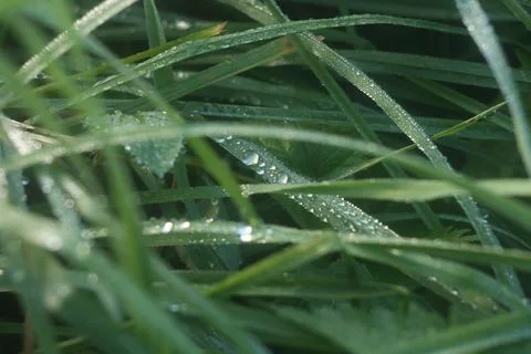 Grass in the meadow after rain Stock Photos