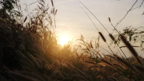 Grass on the meadow and the sun sets. The natural landscape is beautiful an.. Stock Footage 295359879