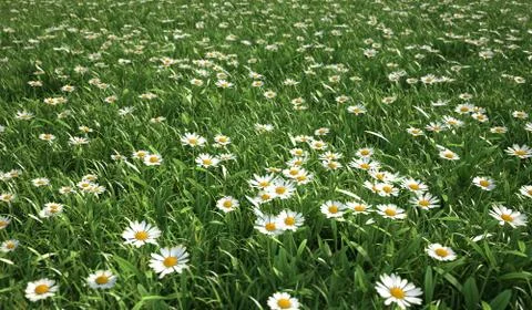 Grass meadow, bird eye view, plenty of daisy flowers. Stock Illustration
