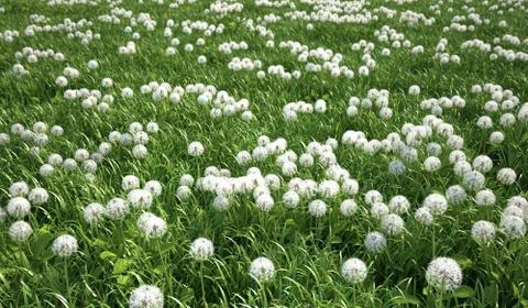 Grass meadow, bird eye view, plenty of dandelion flowers. Stock Illustration