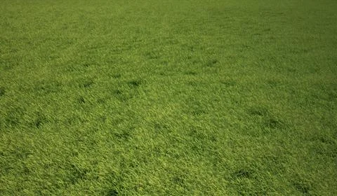 Grass meadow, bird eye view. Stock Illustration