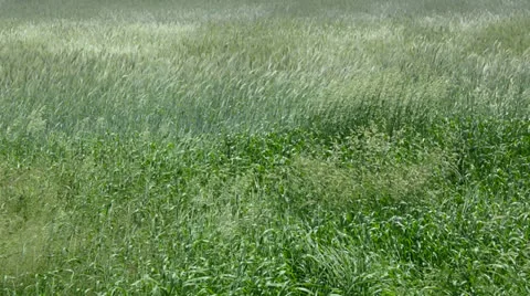 Grass in a meadow blowing in the wind Stock Footage 25541086