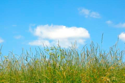 Grass meadow with blue clouds Stock Photos