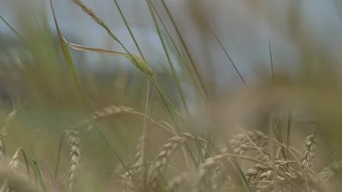 Grass in the meadow close-up Stock Footage 147553990