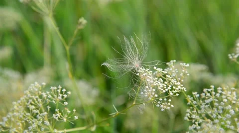 Grass in meadow close-up, Russia Stock Footage 67710495