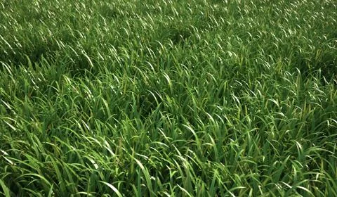 Grass meadow, close view. Stock Illustration