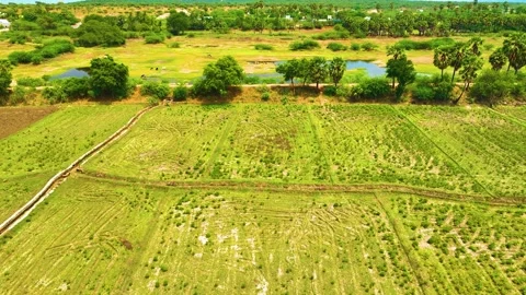 Grass Meadow - Drone View - Gimbal Downwards Stock Footage 252892540