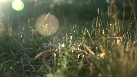 Grass on meadow with drops of water dew in morning light. Rural area of Carpa Video stock 241598743